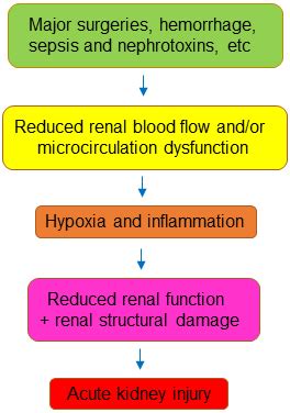 Reducing Oxygen Demand To Alleviate Acute Kidney Injury