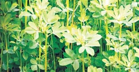 Fenugreek Leaves Cultivation कसूरी मेथी की खेती कैसे करें