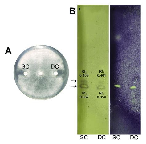 Antifungal Activity And Thin Layer Chromatography Tlc Agar Overlay