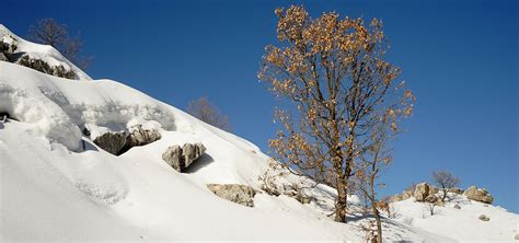 The enigmatic tree of Lebanon - The Mountains Magazine - Lebanon