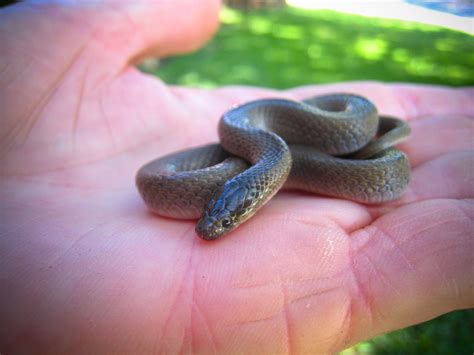 ShukerNature: A SNAKE WITH A HEAD AT EACH END? - THE AMPHISBAENA AWAKES!