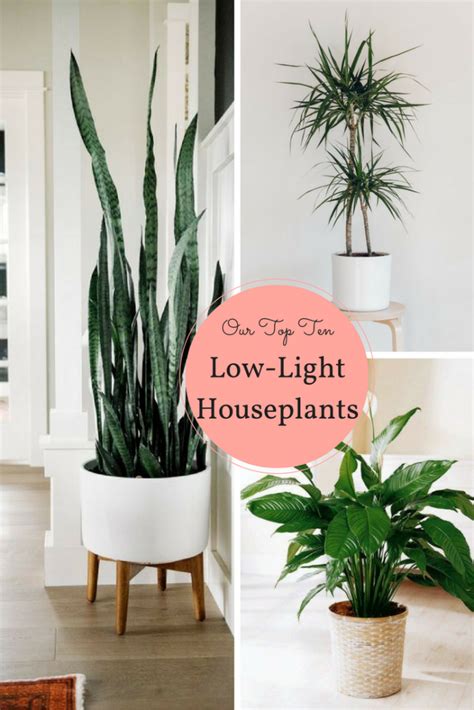 10 Houseplants That Don T Need Sunlight Tips Inspiration Leedy