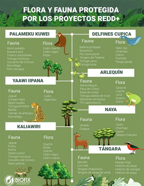 Principales Especies De Flora Y Fauna Actualizado Diciembre Porn