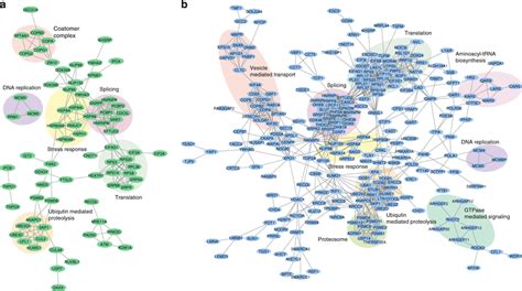 The String Networks Of Proteins With Regulated Sno Sites After Gsno