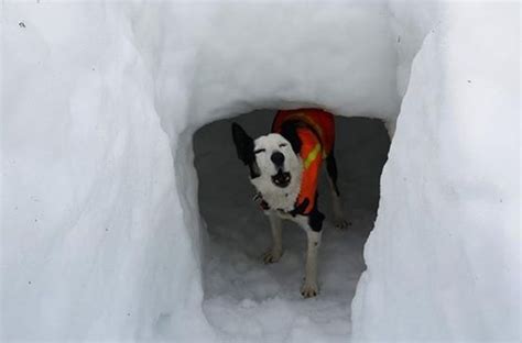 Intrappolato Nella Neve Riprende Il Cane Da Valanga Mentre Lo Salva