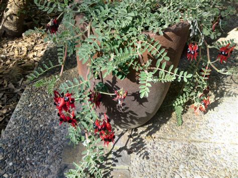 Swainsona Formosa Sturts Desert Pea Gardening With Angus