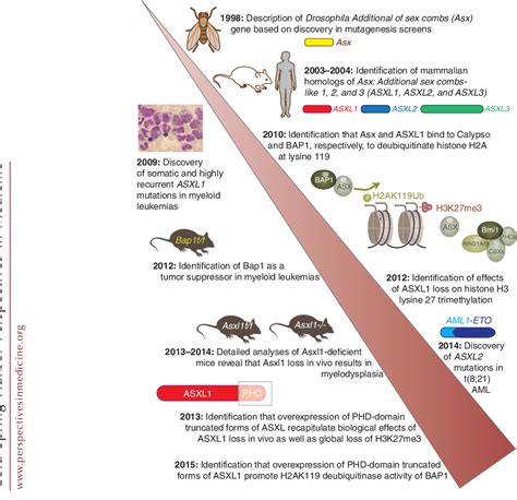 Figure 1 From The Role Of Additional Bs Like Proteins In Cancer Semantic Scholar