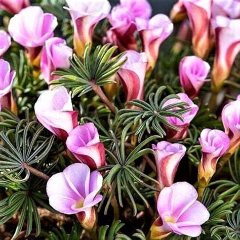 Oxalis Versicolor Autumn Pink