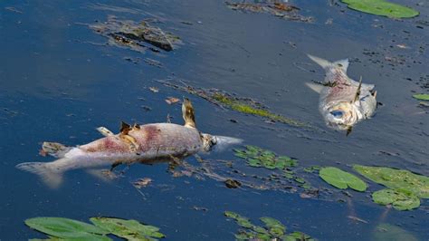 Umwelt Giftige Alge Naturschützer fordern besseren Oder Schutz ZEIT