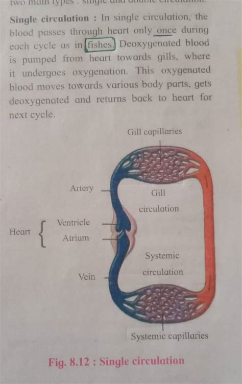 Single circulation : In single circulation, the blood passes through hear..