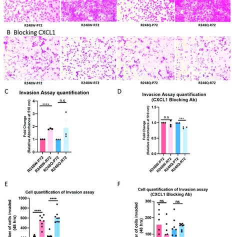 The P R Snp Alters The Invasion Profile Of Mutant P Via Cxcl A