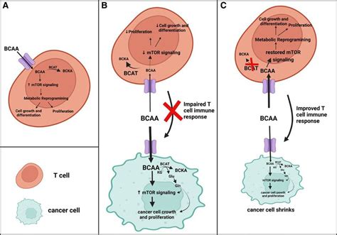 Comparison Of Normal Pathologic And Proposed Involvement Of The Bcat