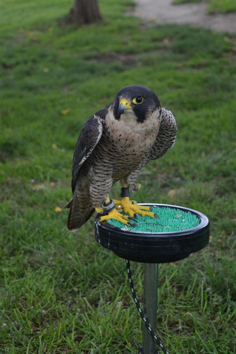 Free Images Nature Grass Prairie Wildlife Green Beak Hawk