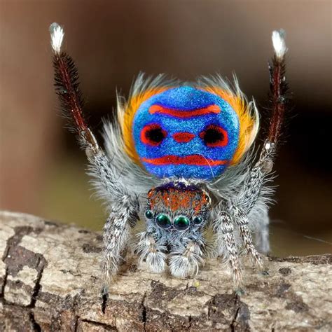 The Cute Tiny Dancing Peacock Spiders