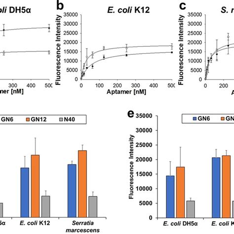 E Coli Dh5α Derived Omvs Bound To Gn6 Aptamer A Scheme Of Download Scientific Diagram