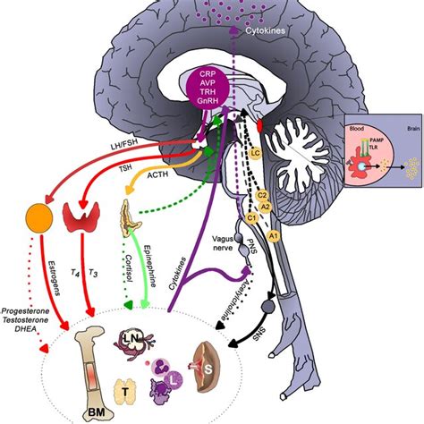 inflammatory pathways  osteoarthritis inflammatory pathways