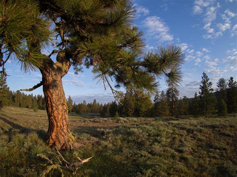 Pinus Ponderosa Ponderosa Pine Description The Gymnosperm Database