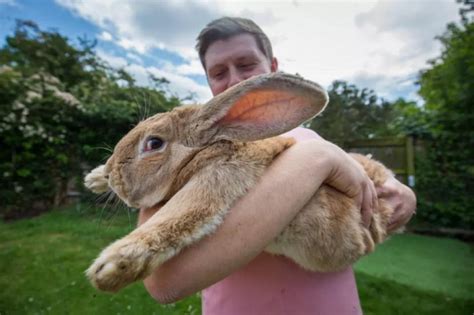 Kelinci Flemish Giant