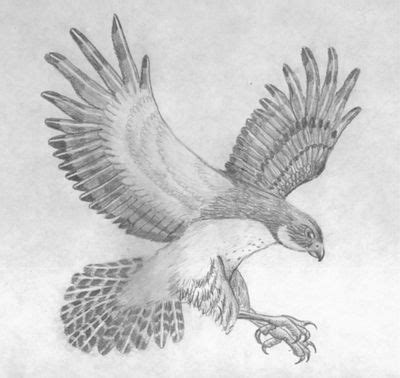 Falcon Drawing, Pencil, Sketch, Colorful, Realistic Art Images ...