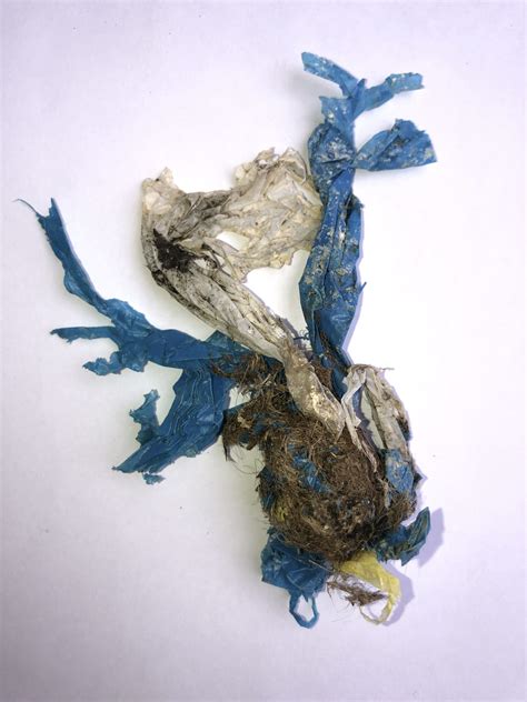 Scientists confirm plastic is a new threat to the Andean condor in Peru