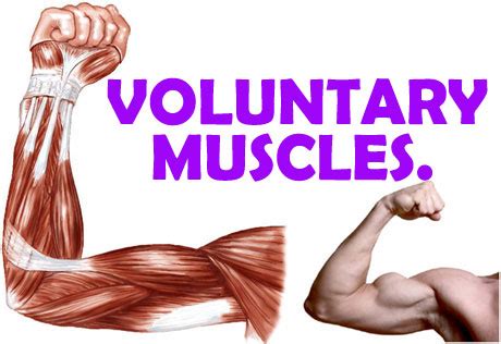 Types of muscles: voluntary and involuntary | NATURAL SCIENCE #2