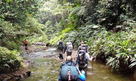 Empresa Alemana Ofrece Tours Por La Selva Del Darién Radio Pichincha