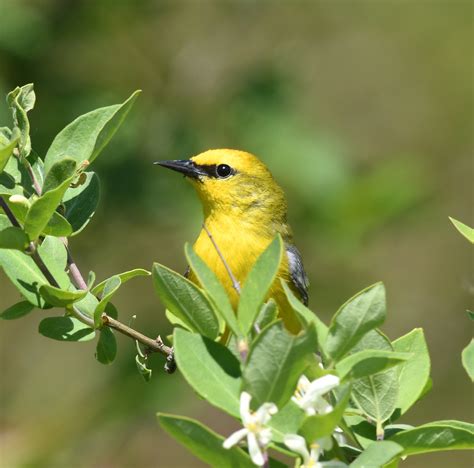 Blue Winged Warbler Vermivora Cyanoptera Jean François Hic Flickr