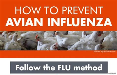 Infographic: How to prevent avian influenza | WATTAgNet