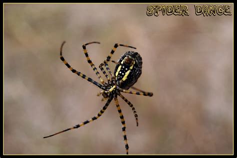 SPIDER DANCE by Snigom on DeviantArt