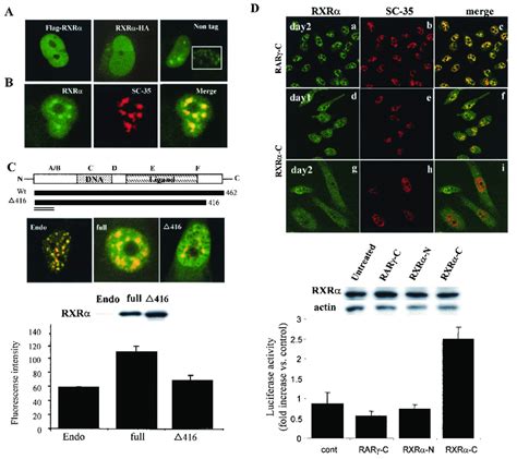 Localization Of Epitope Tagged RXR And Nontagged RXRa A Flag RXR