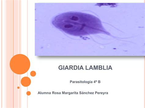 Giardia Lamblia Ppt