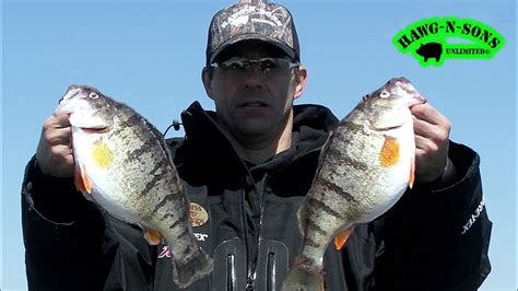 Catch JUMBO Perch Fishing Ultimate Secret Exposed Chicago Lake