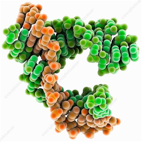 Hammerhead Ribozyme Molecule Stock Image C Science Photo