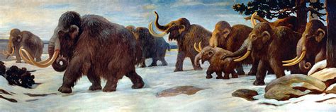 Woolly Mammoths Experienced A Genomic Meltdown Just Before Extinction