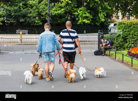 Walking Dog London Park Hi Res Stock Photography And Images Alamy