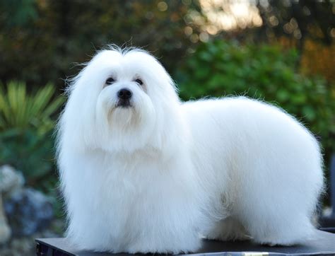 Pin Em Coton De Tulear Dogs