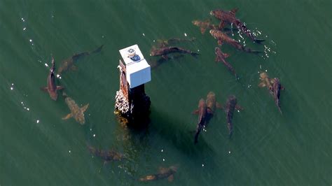 175-Pound Cobia Caught In WA Is New Fishing World Record