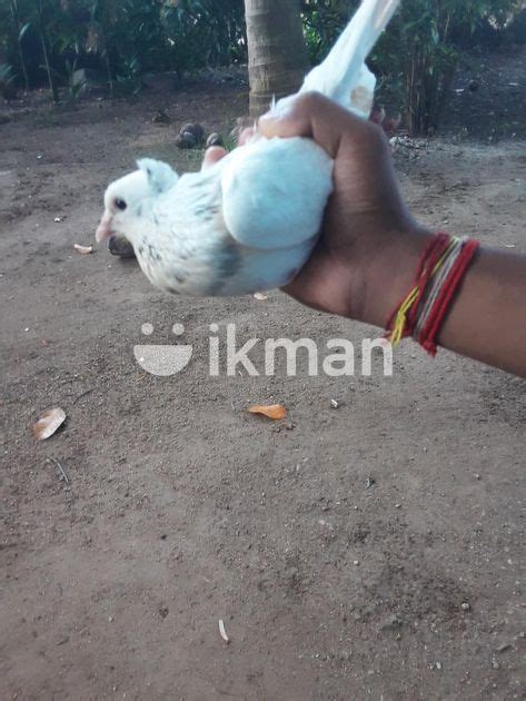 Pigeon In Vavuniya City Ikman