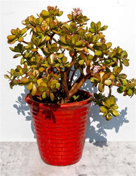 Crassula ovata planta de jade árbol de dinero en maceta roja Foto Premium