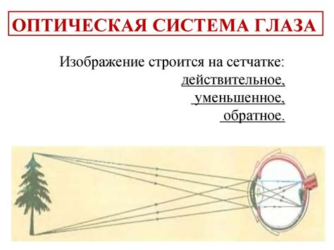 Глаз как оптическая система. Основные функции глаза - презентация онлайн