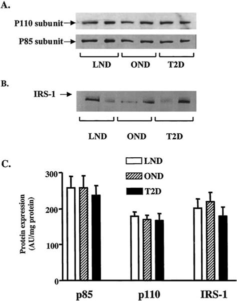 Protein Expression Of The P85 And P110 Subunits Of Pi 3 Kinase And