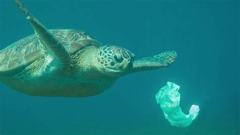 Endstation Meeresgrund Wie Plastik Im Meer Mensch Und Tier Schadet