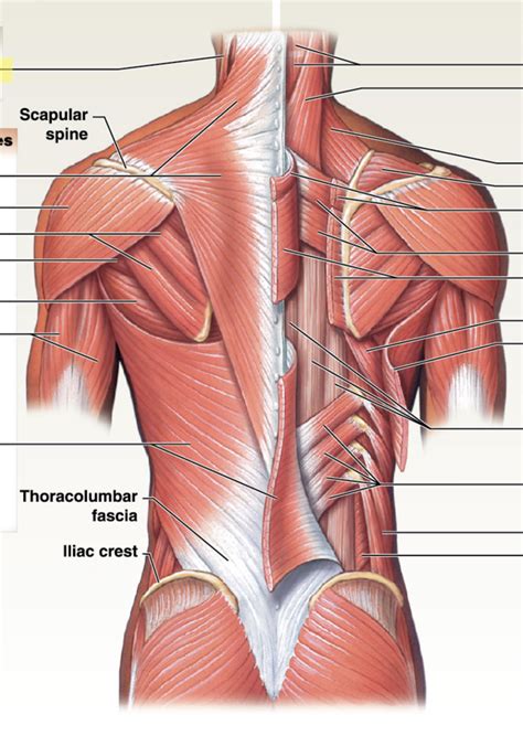 Appendicular Muscles Diagram Quizlet