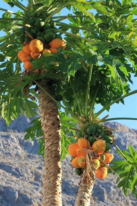 Papaya Trees Stock Image Image Of Many Flora Daylight 61000565