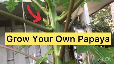 Grow Your Own Papaya Youtube