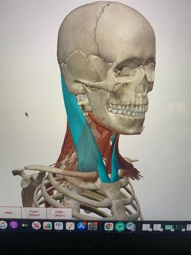 Ventral Surface Supine Cadaver Flashcards Quizlet