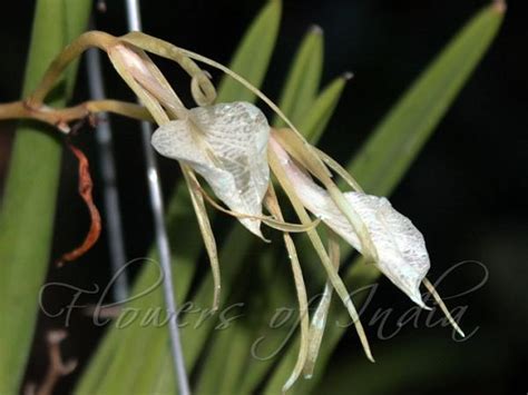 Brassavola Nodosa Lady Of The Night Orchid