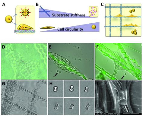 The Effect Of Microenvironment Stiffness On Cell Morphology And Growth