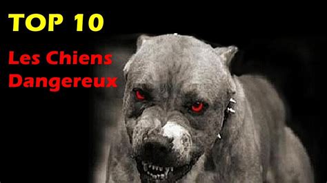 Chiens Les Plus Dangereux Du Monde Youtube