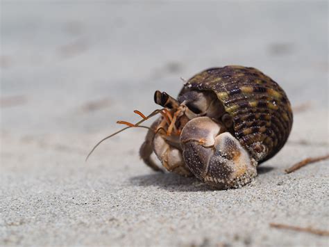 Animated Clipart Of Sand Crabs And Shells